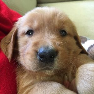 Meet your Posher, Kevin